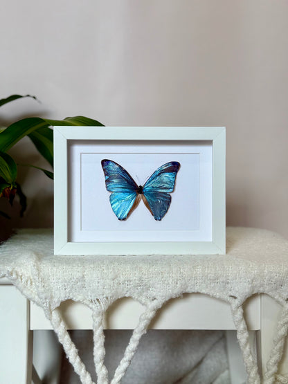Adonis Morpho Butterfly