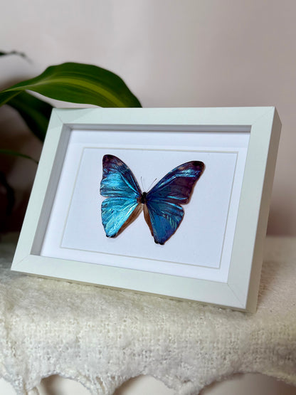 Adonis Morpho Butterfly
