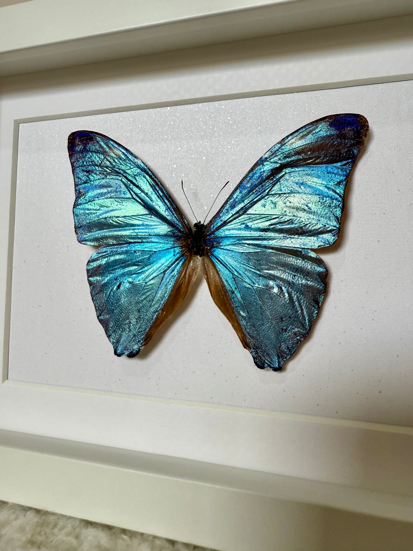 Adonis Morpho Butterfly