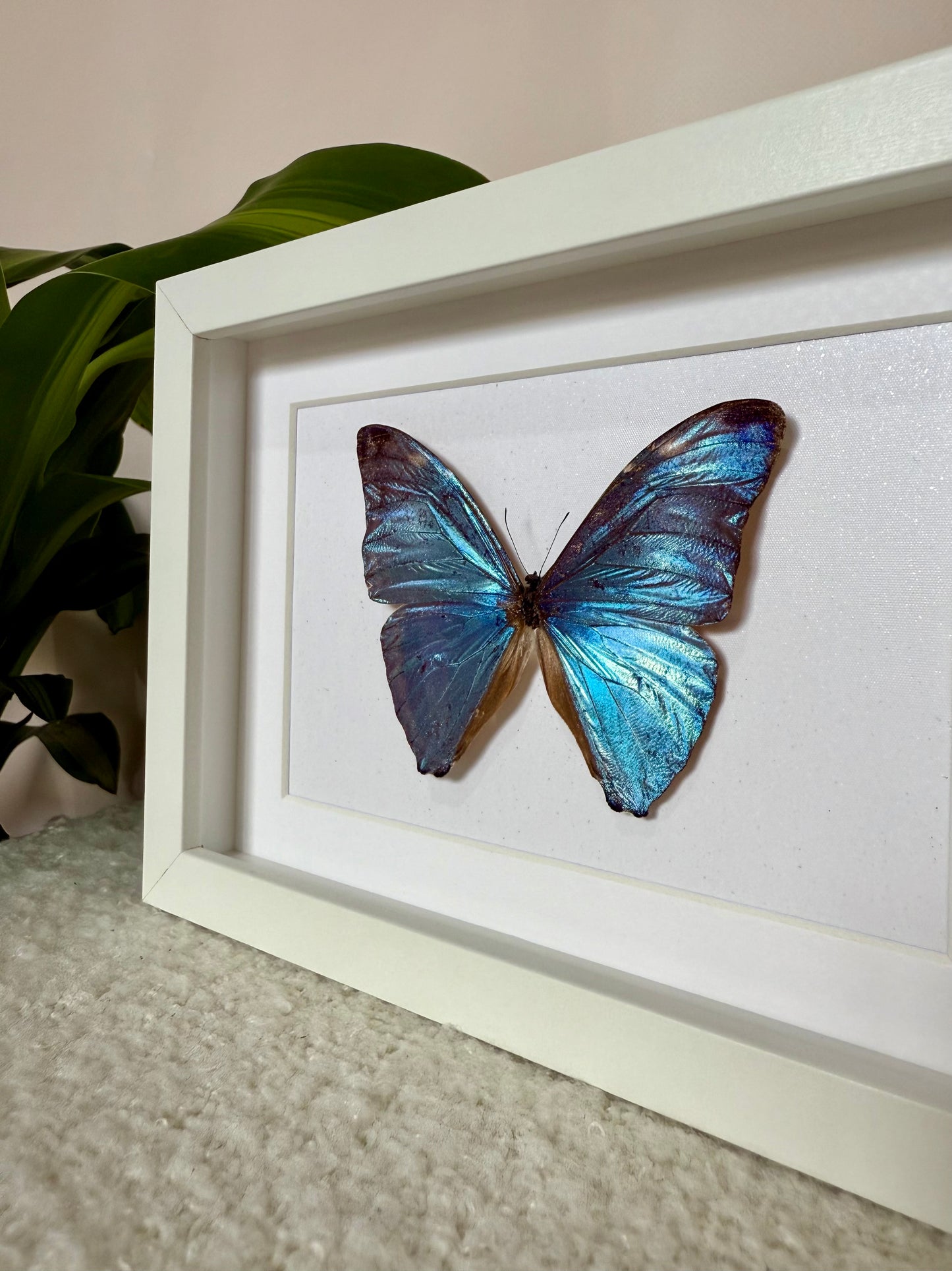 Adonis Morpho Butterfly
