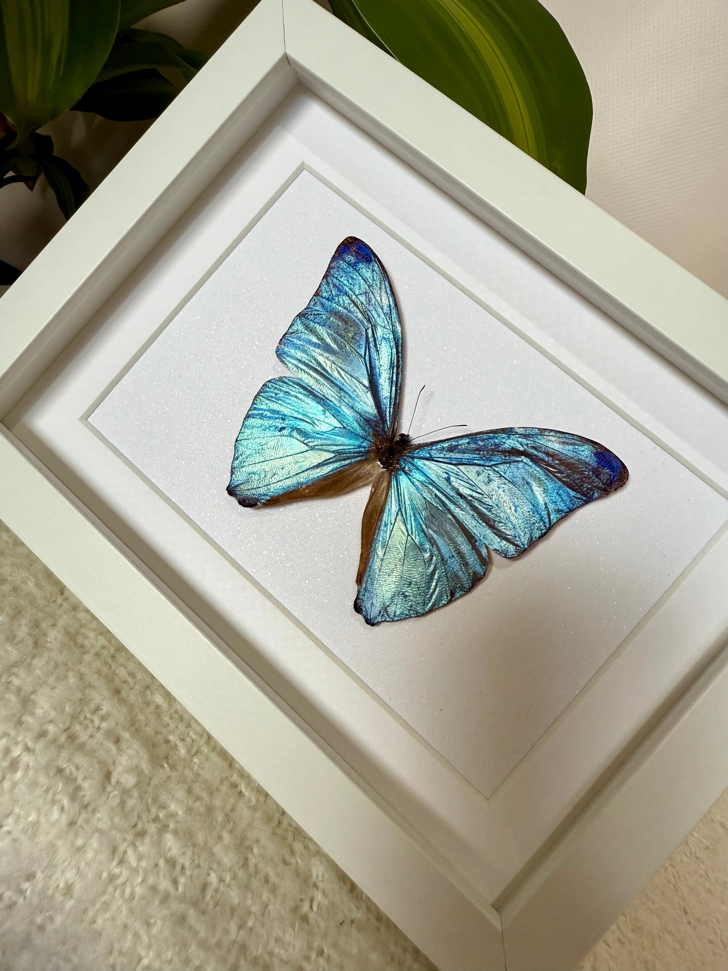 Adonis Morpho Butterfly