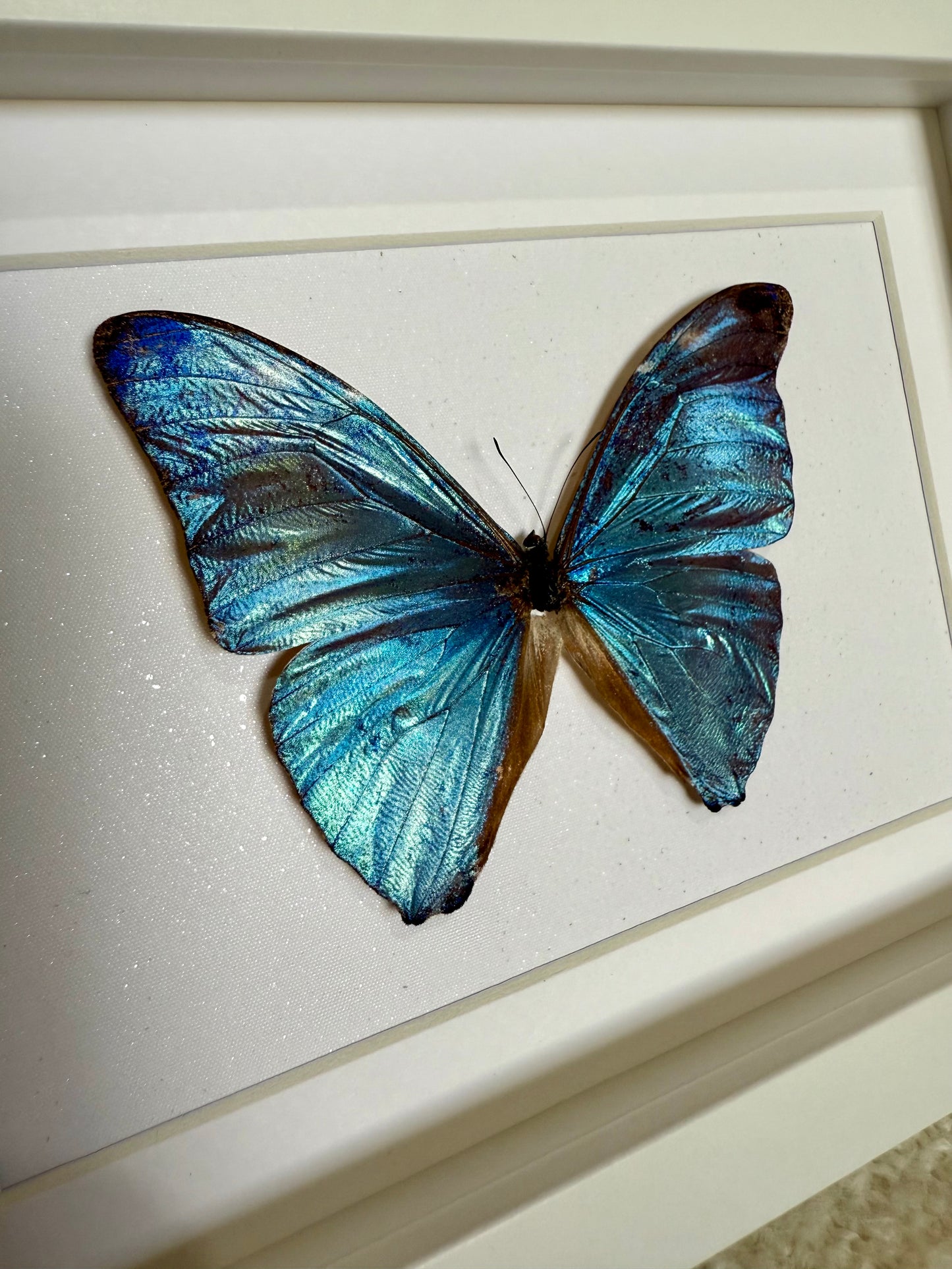 Adonis Morpho Butterfly