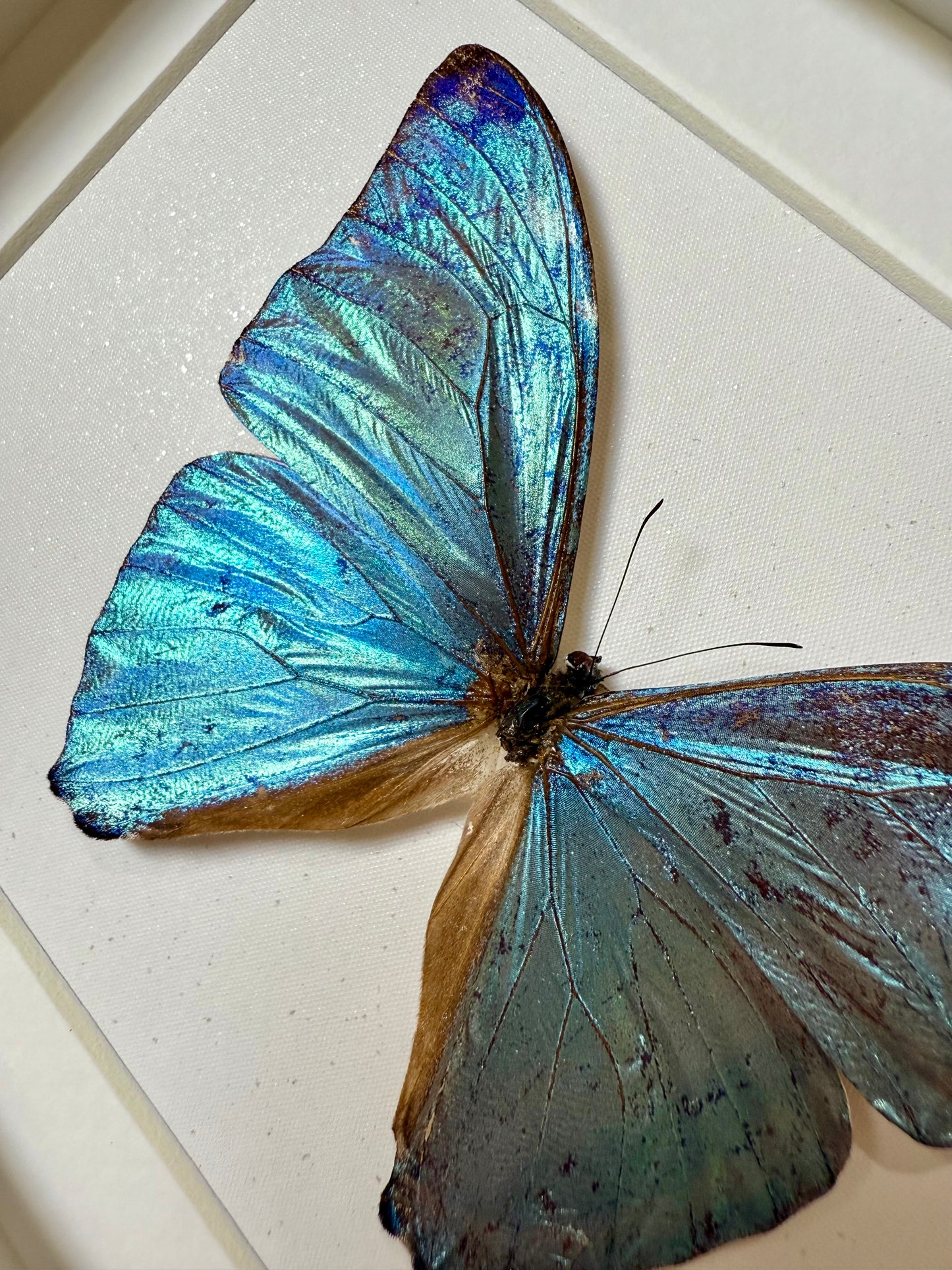 Adonis Morpho Butterfly