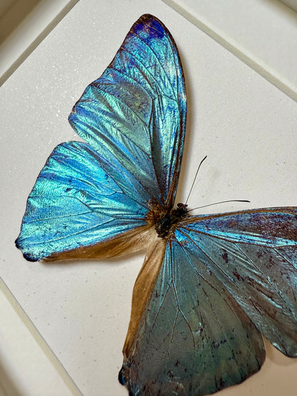 Adonis Morpho Butterfly