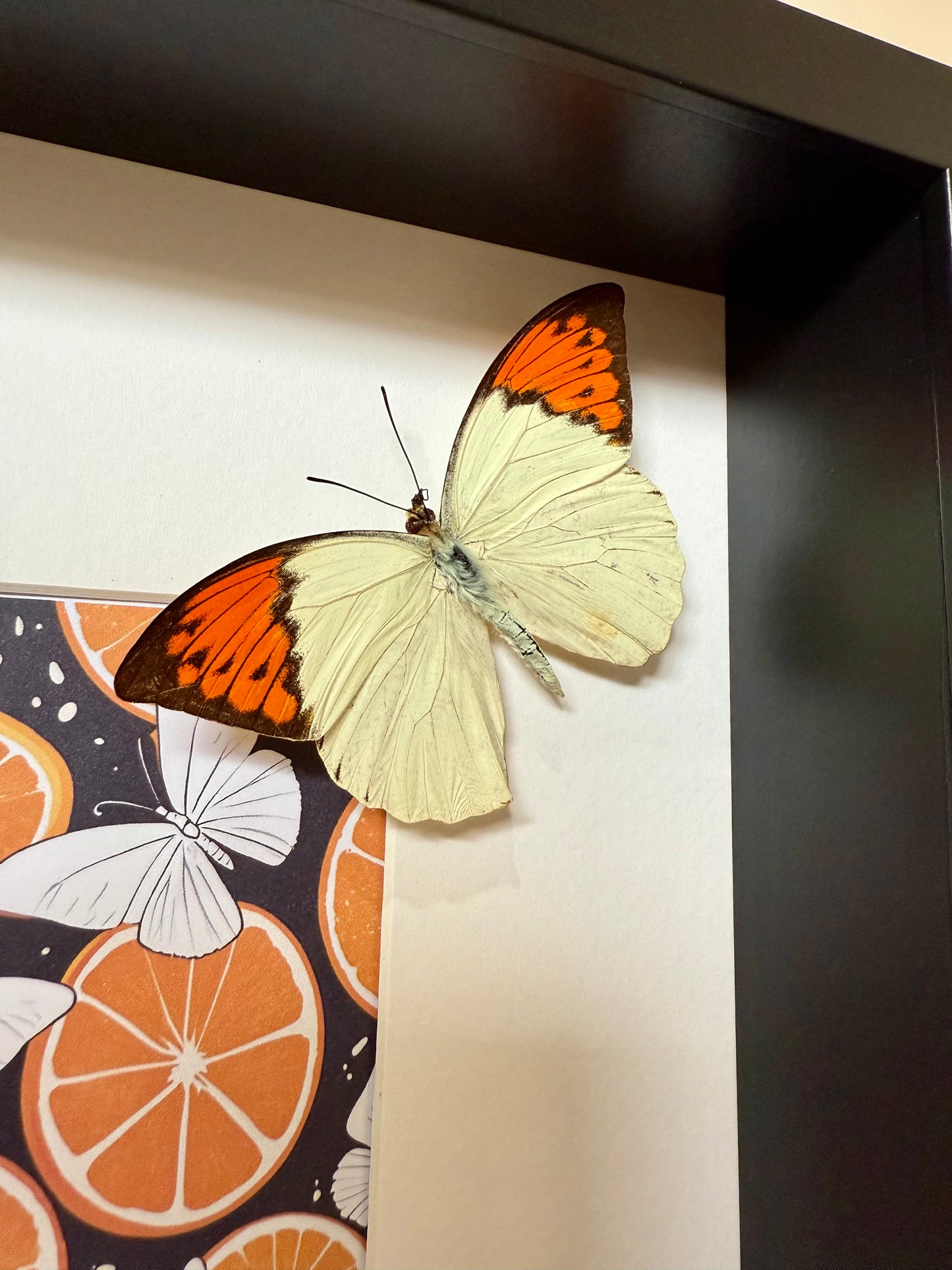 Great Orange Tip Butterfly Photo Frame