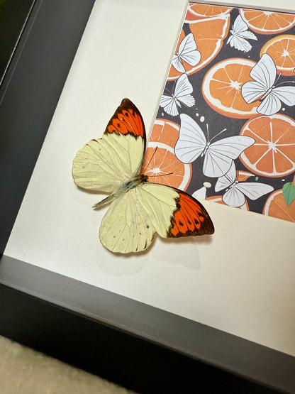 Great Orange Tip Butterfly Photo Frame
