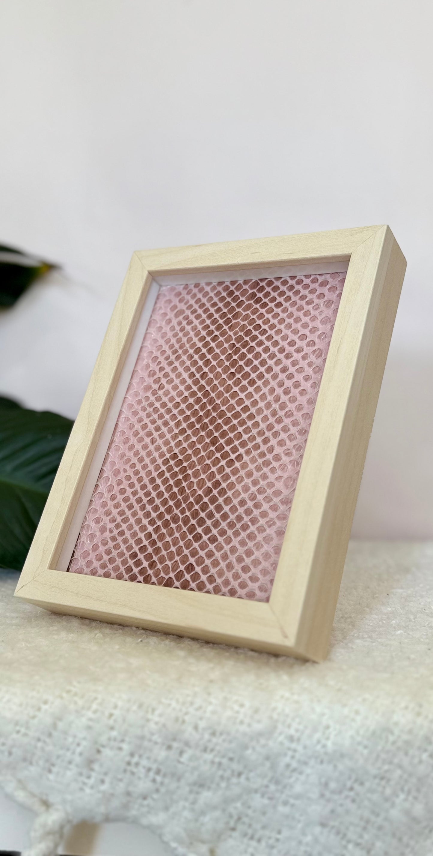 Coastal Carpet Python Slough - Pink