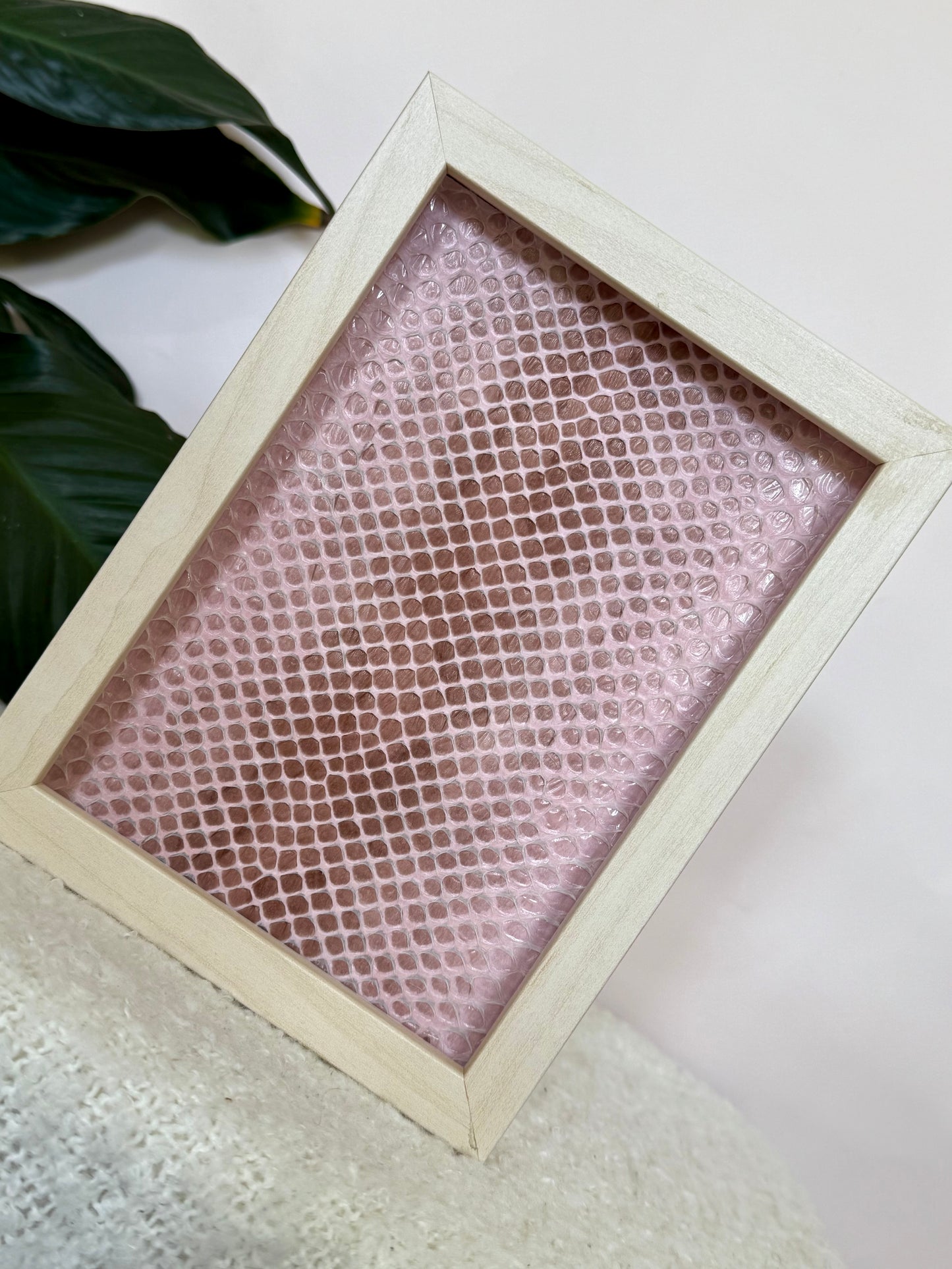 Coastal Carpet Python Slough - Pink