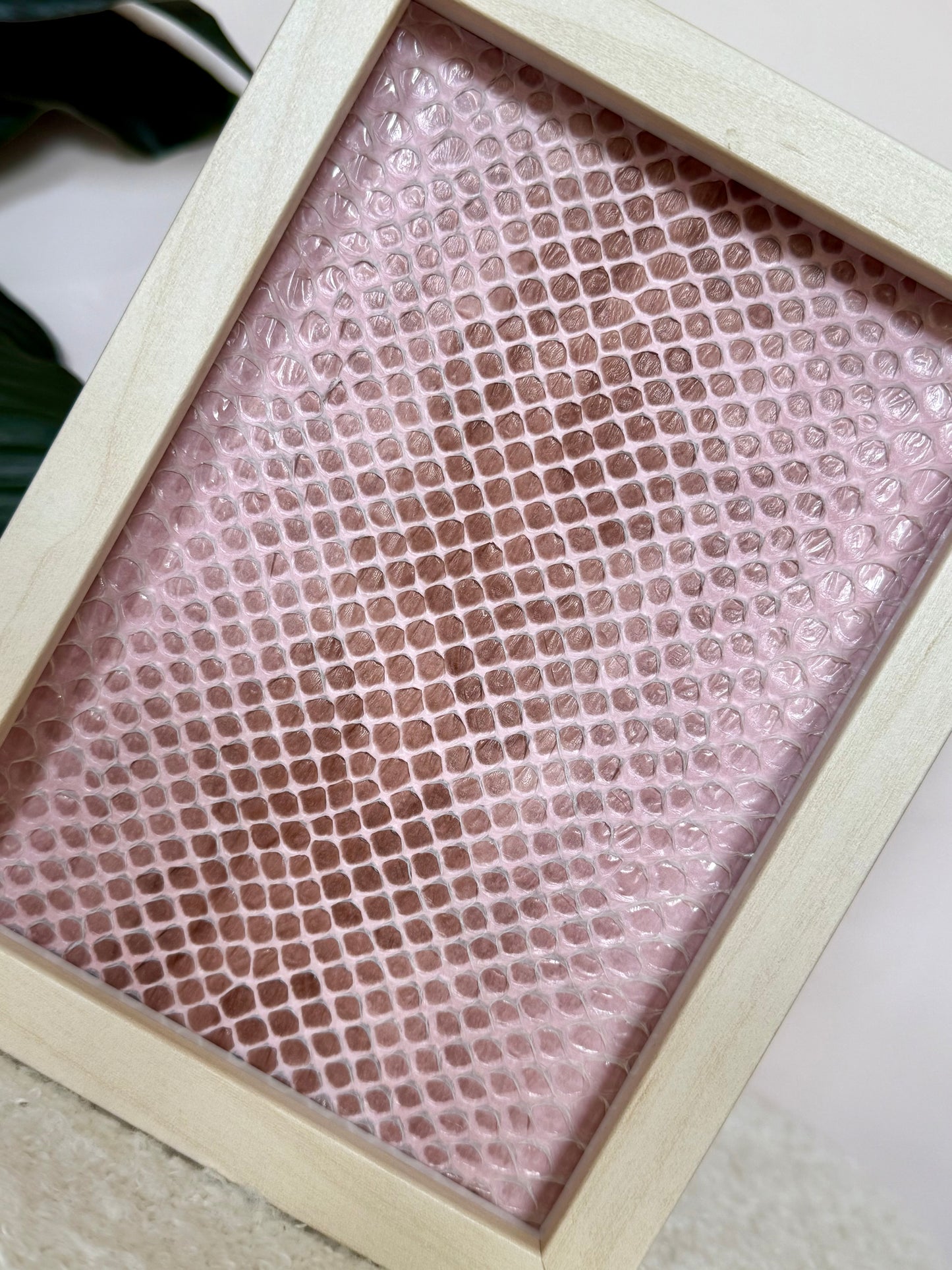 Coastal Carpet Python Slough - Pink