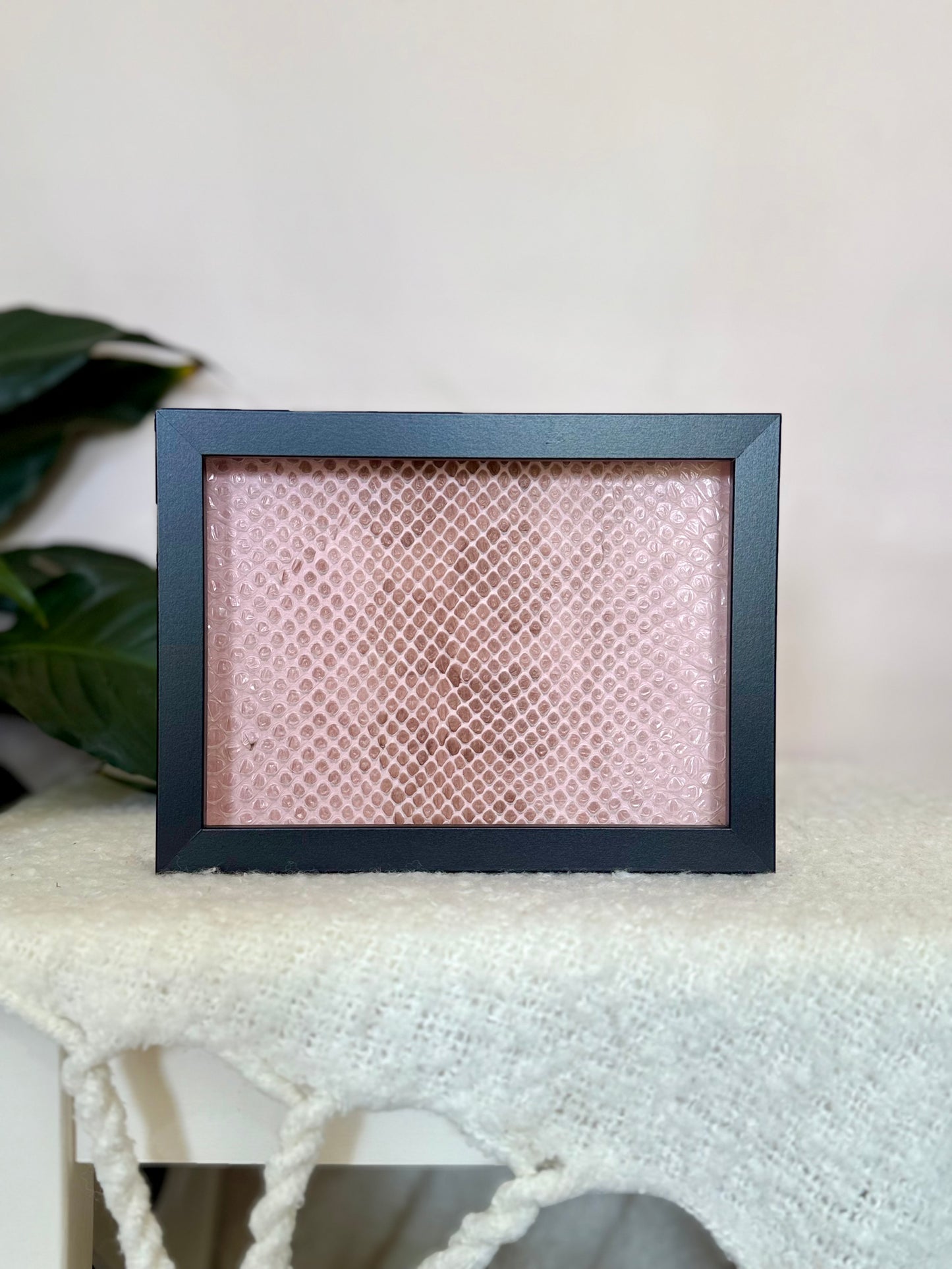 Coastal Carpet Python Slough - Pink