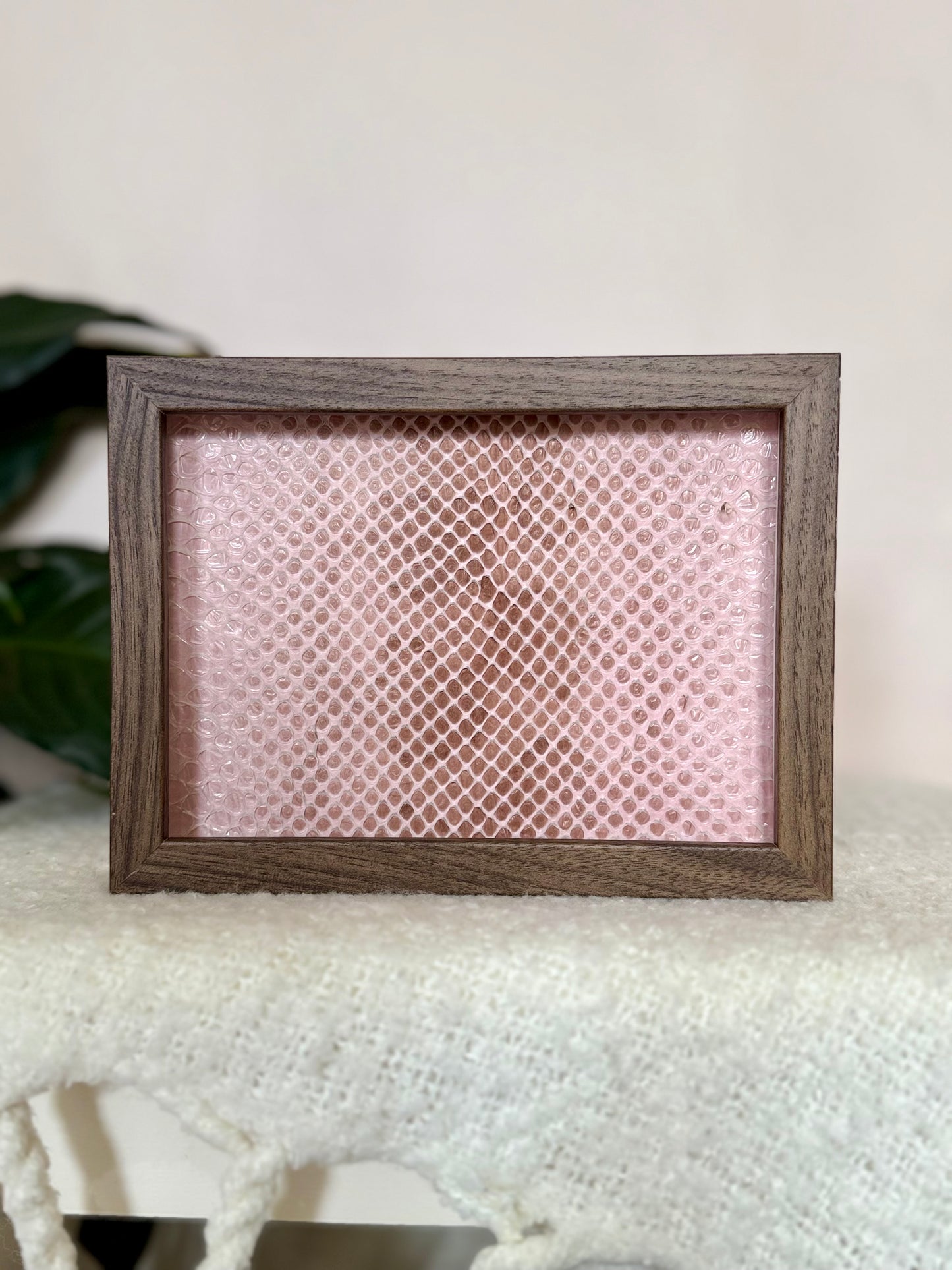 Coastal Carpet Python Slough - Pink