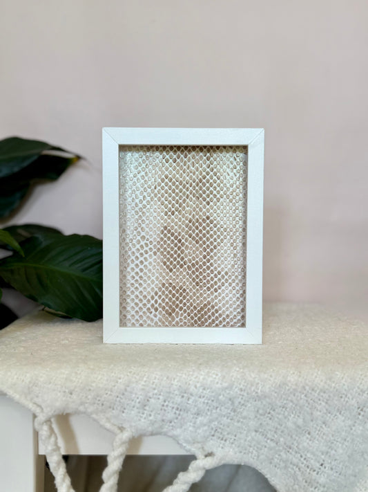 Coastal Carpet Python Slough