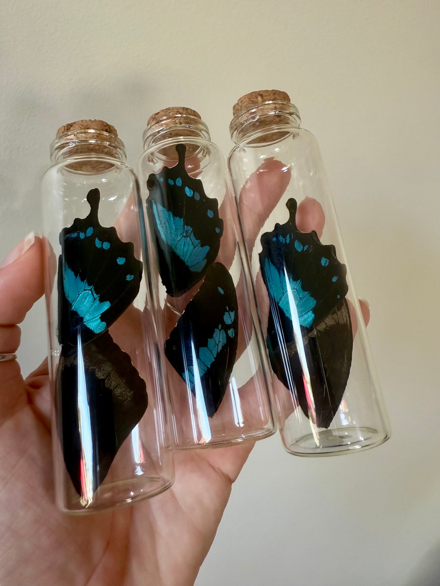 Large Butterfly Wing Vial