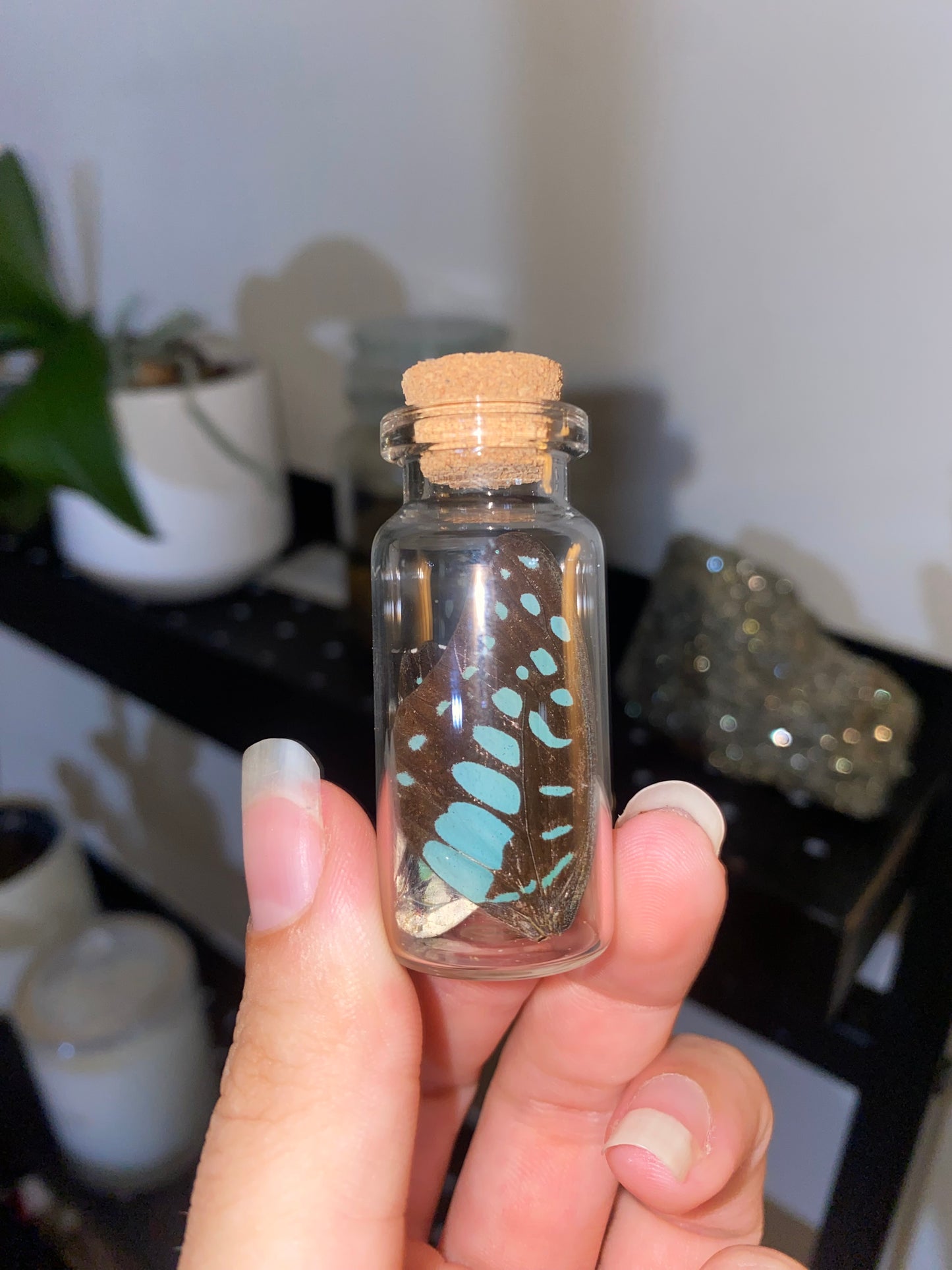 Small Butterfly Wing Vial