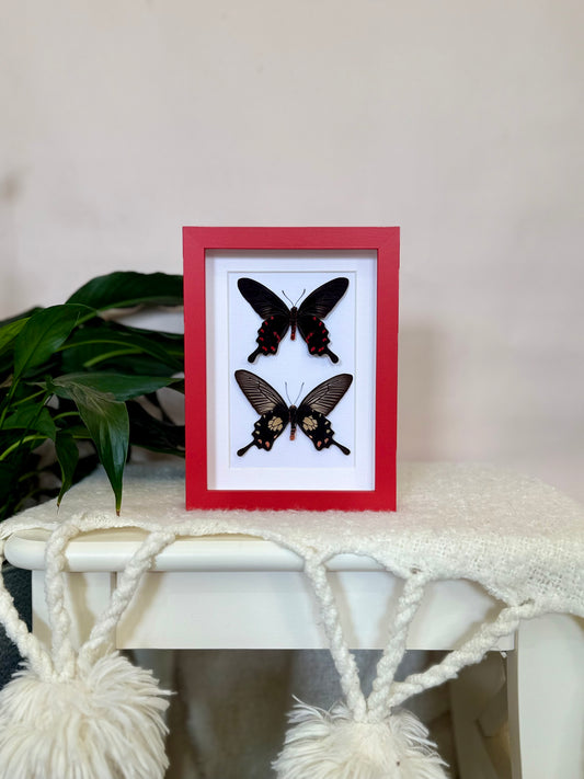 Rose Pink & Red Bodied Swallowtails