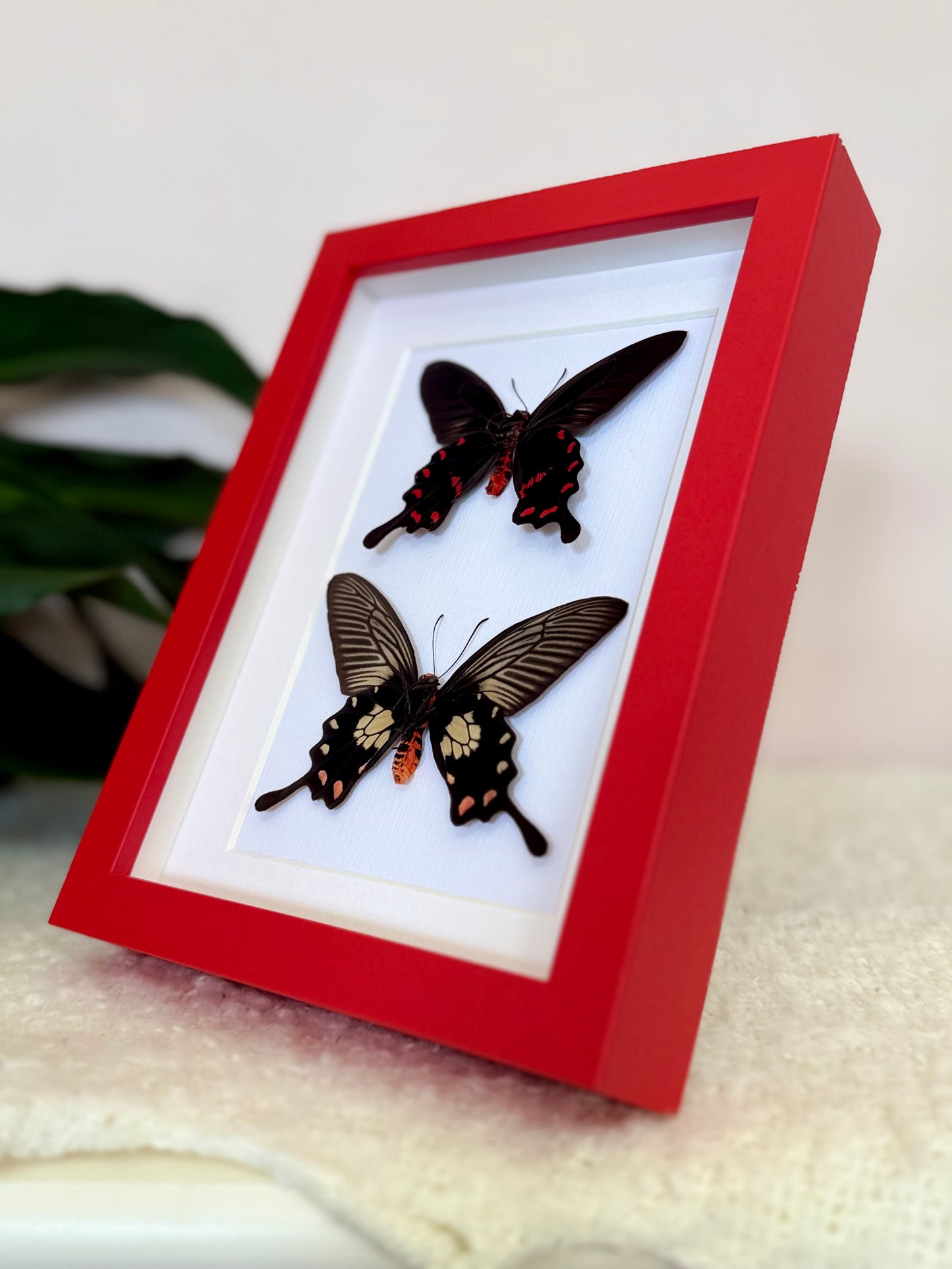 Rose Pink & Red Bodied Swallowtails