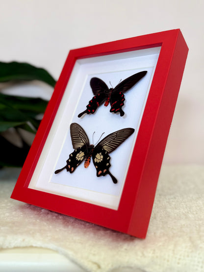 Rose Pink & Red Bodied Swallowtails