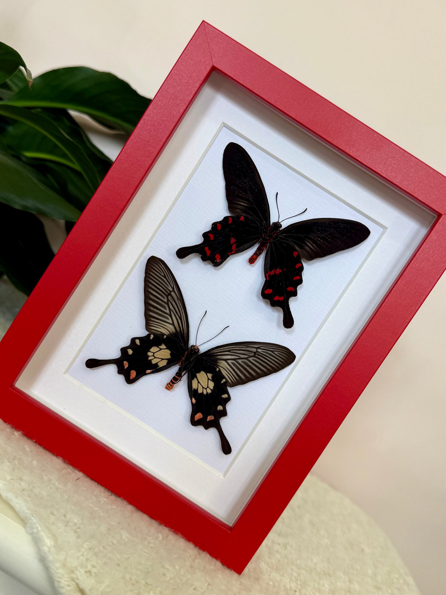 Rose Pink & Red Bodied Swallowtails