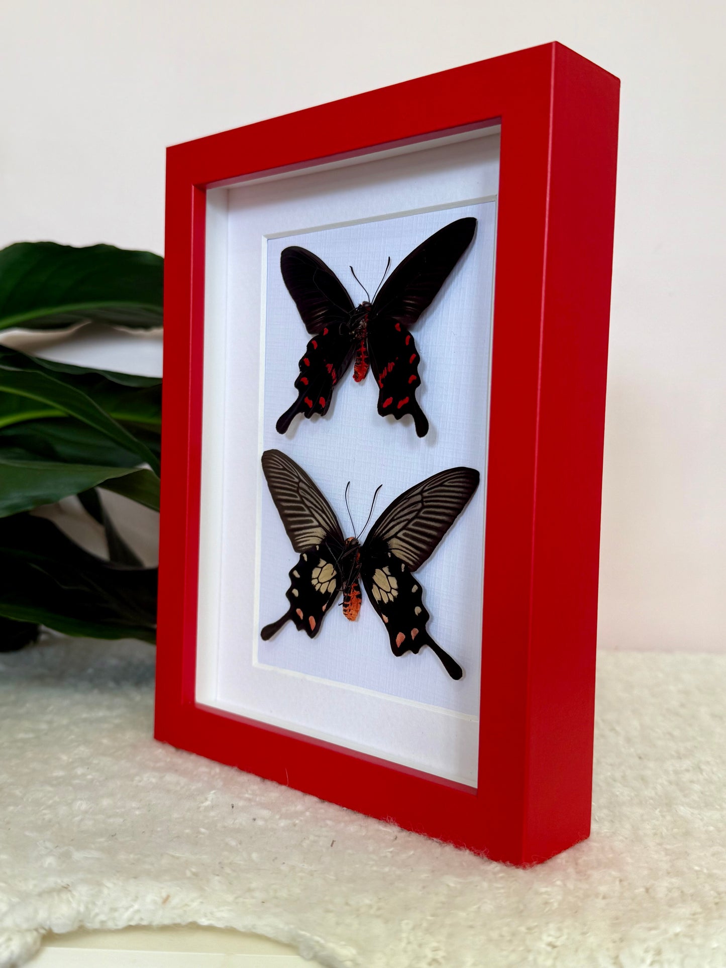 Rose Pink & Red Bodied Swallowtails