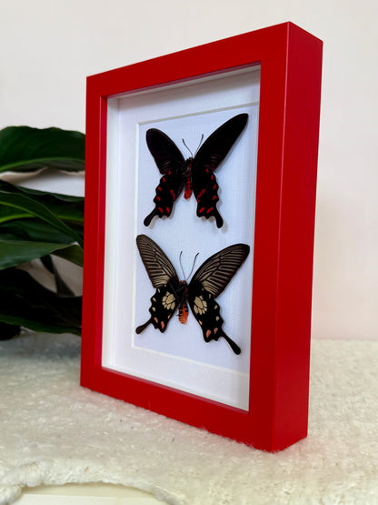 Rose Pink & Red Bodied Swallowtails