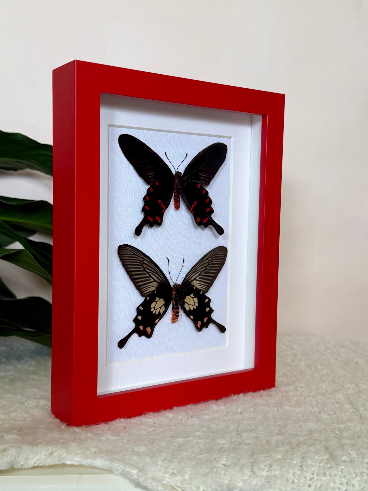 Rose Pink & Red Bodied Swallowtails