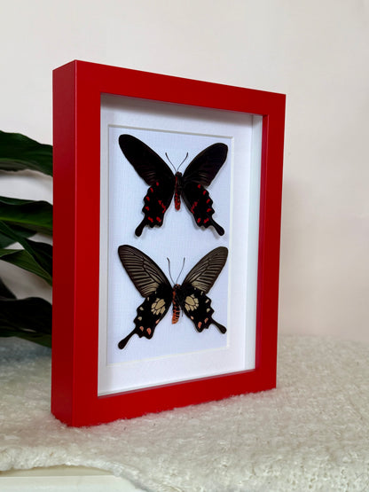 Rose Pink & Red Bodied Swallowtails