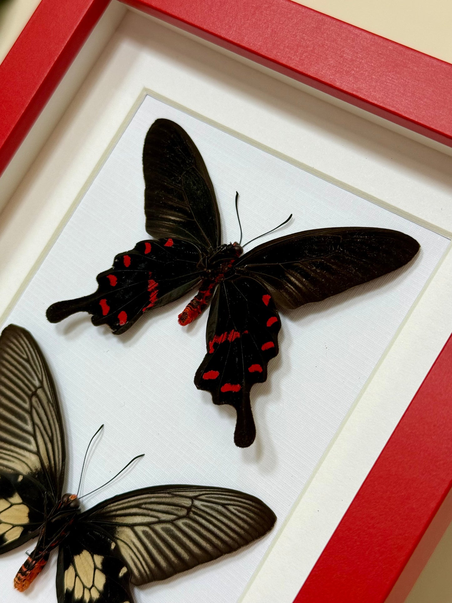 Rose Pink & Red Bodied Swallowtails