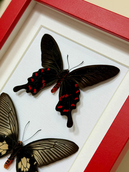 Rose Pink & Red Bodied Swallowtails