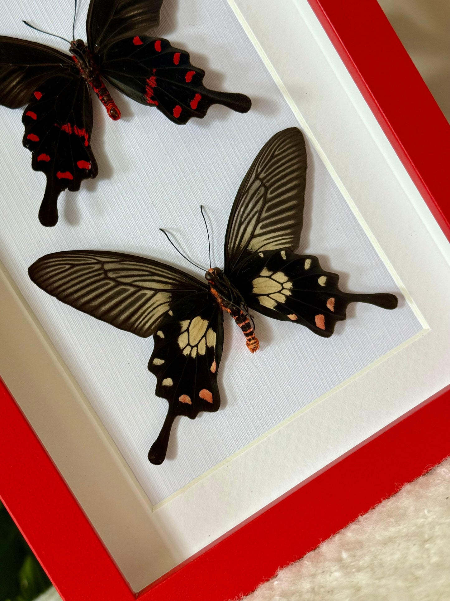 Rose Pink & Red Bodied Swallowtails
