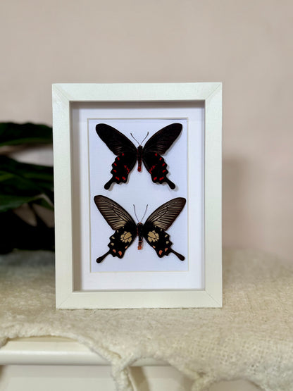 Rose Pink & Red Bodied Swallowtails