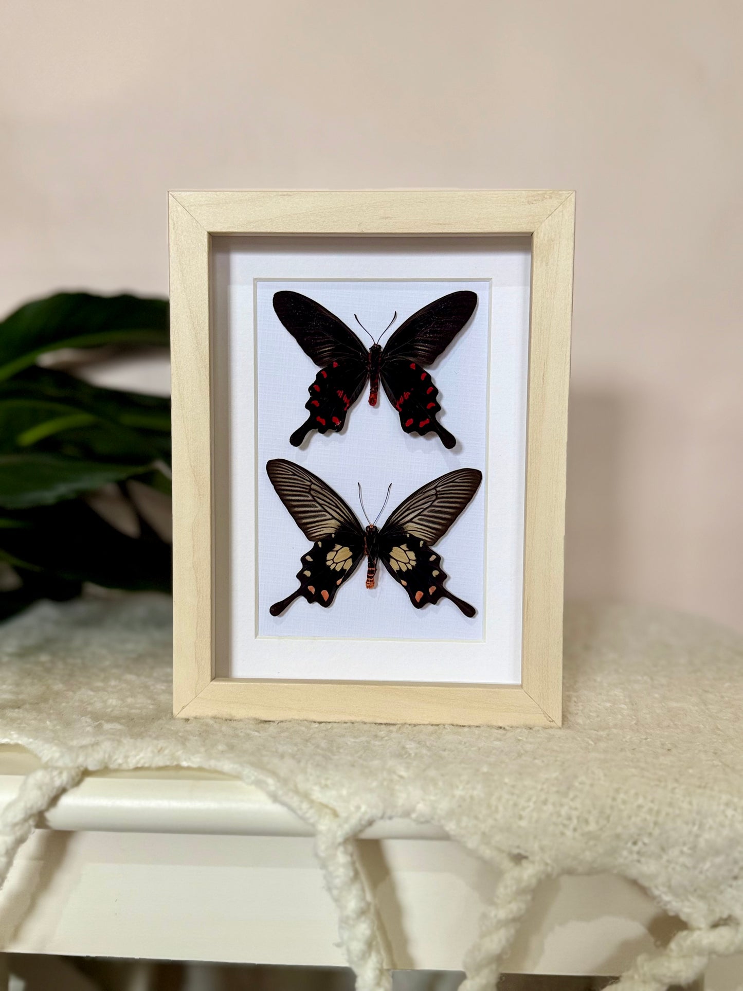 Rose Pink & Red Bodied Swallowtails
