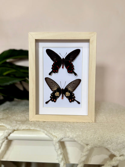 Rose Pink & Red Bodied Swallowtails