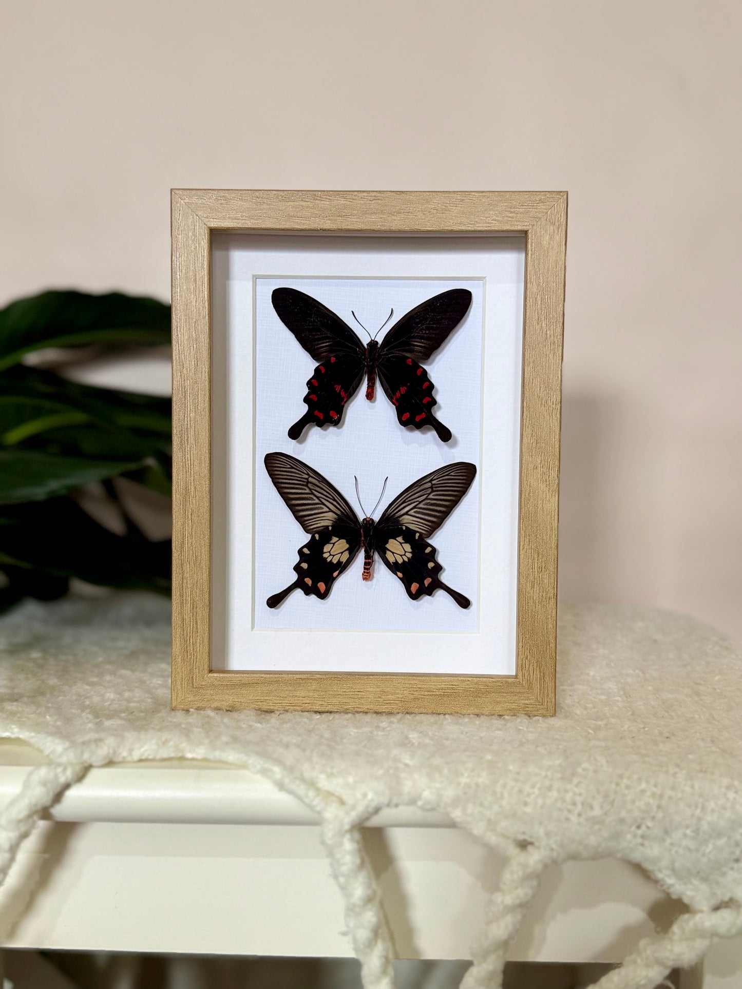 Rose Pink & Red Bodied Swallowtails