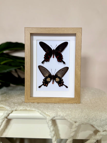 Rose Pink & Red Bodied Swallowtails