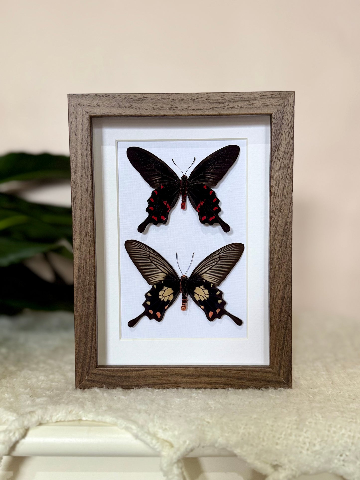 Rose Pink & Red Bodied Swallowtails