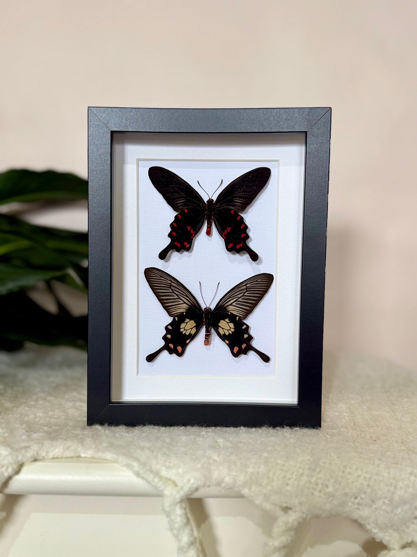 Rose Pink & Red Bodied Swallowtails