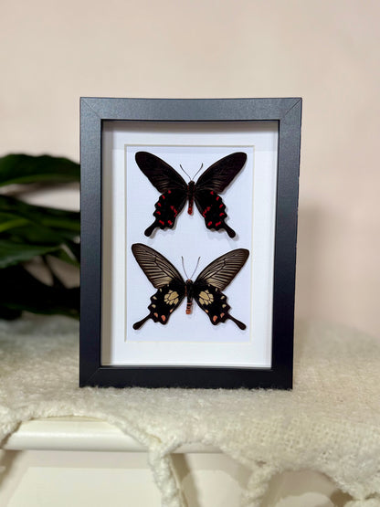 Rose Pink & Red Bodied Swallowtails