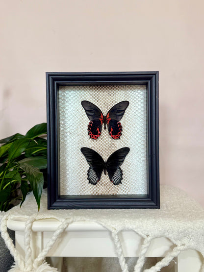 Two Scarlet Mormon Butterflies with Carpet Python Slough