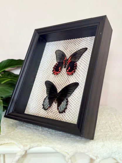 Two Scarlet Mormon Butterflies with Carpet Python Slough