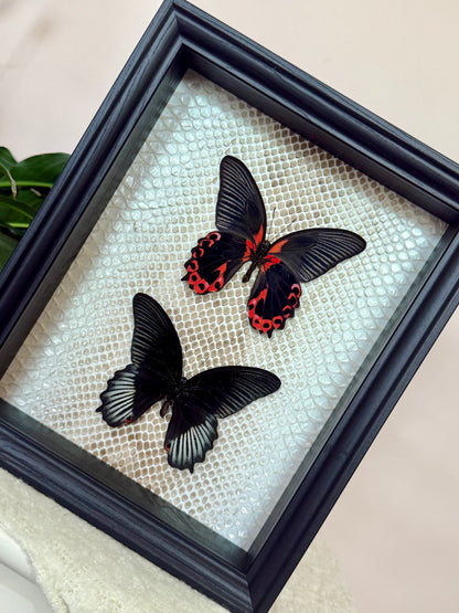Two Scarlet Mormon Butterflies with Carpet Python Slough