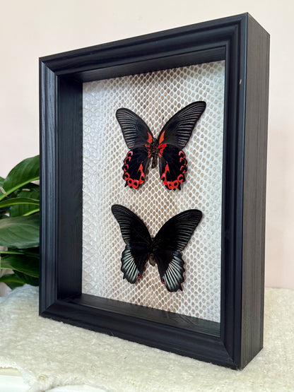 Two Scarlet Mormon Butterflies with Carpet Python Slough
