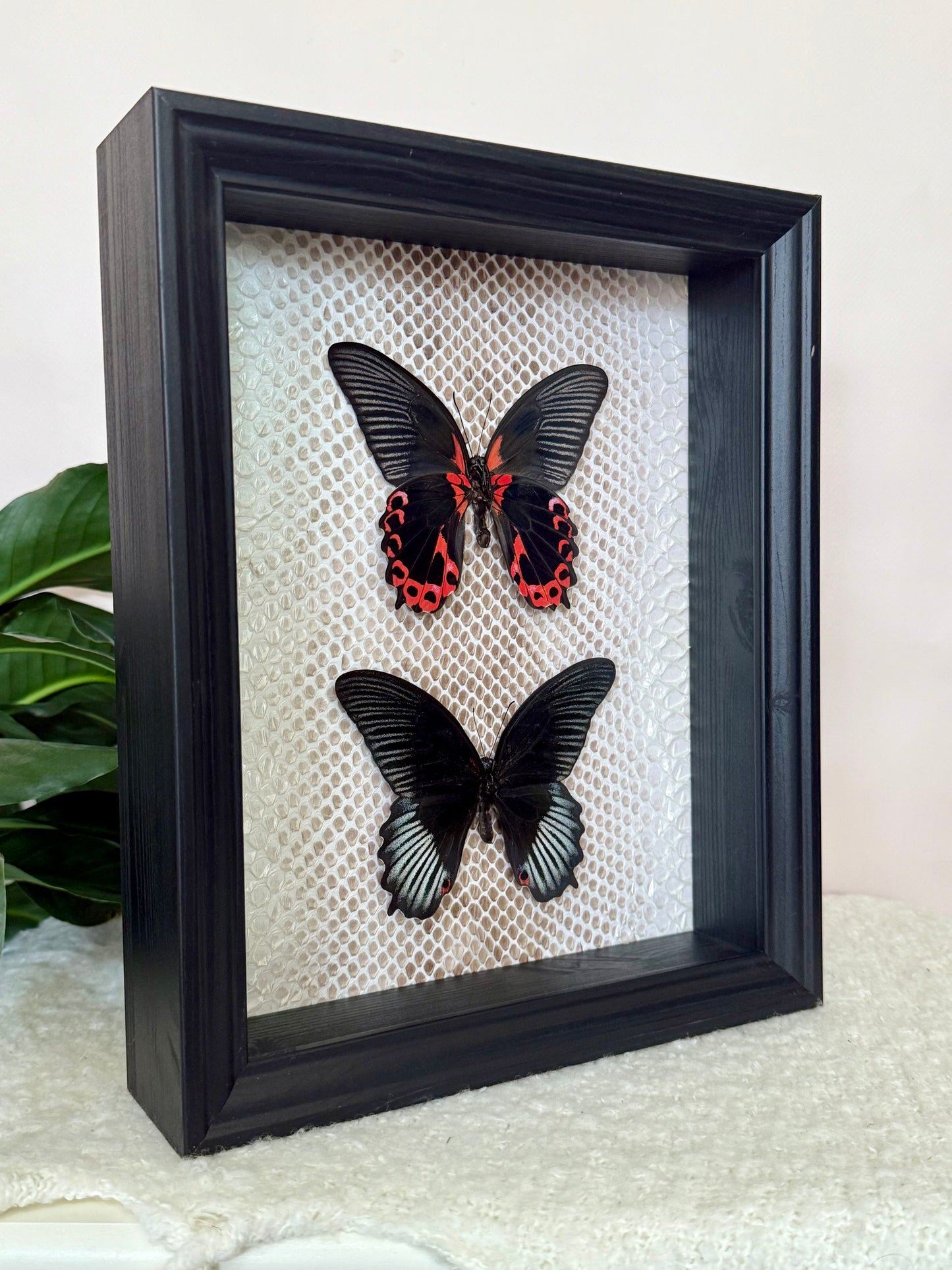 Two Scarlet Mormon Butterflies with Carpet Python Slough
