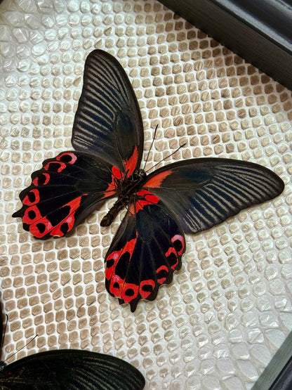 Two Scarlet Mormon Butterflies with Carpet Python Slough