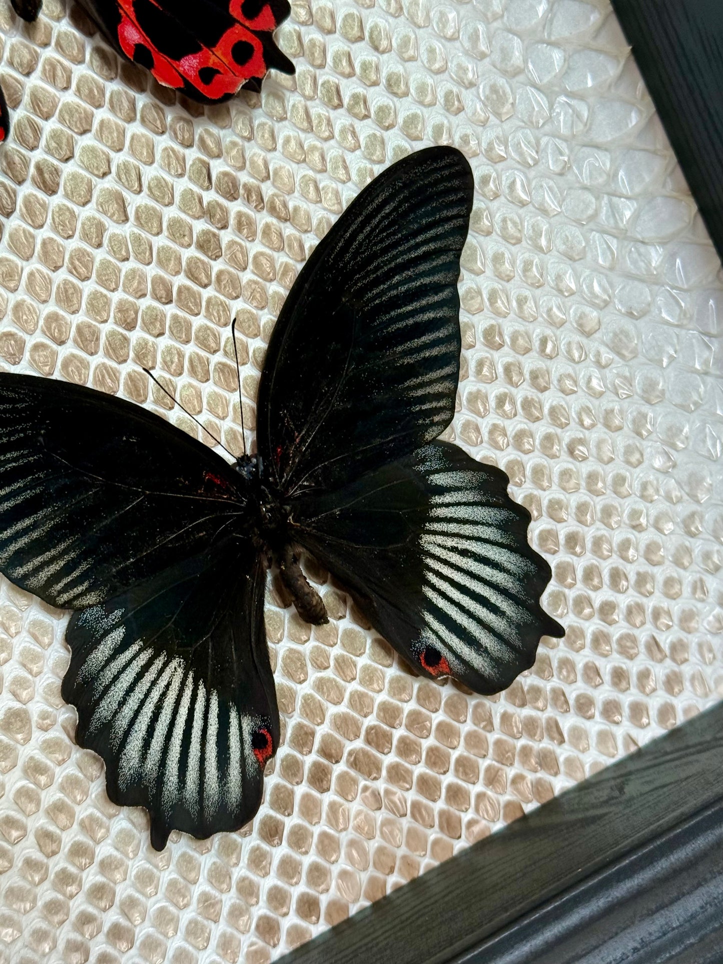 Two Scarlet Mormon Butterflies with Carpet Python Slough
