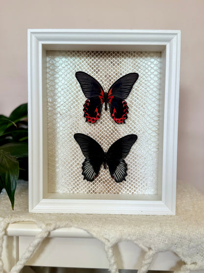 Two Scarlet Mormon Butterflies with Carpet Python Slough