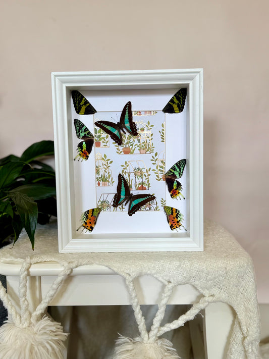 Blue Triangle Butterflies with Sunset Moth Wings