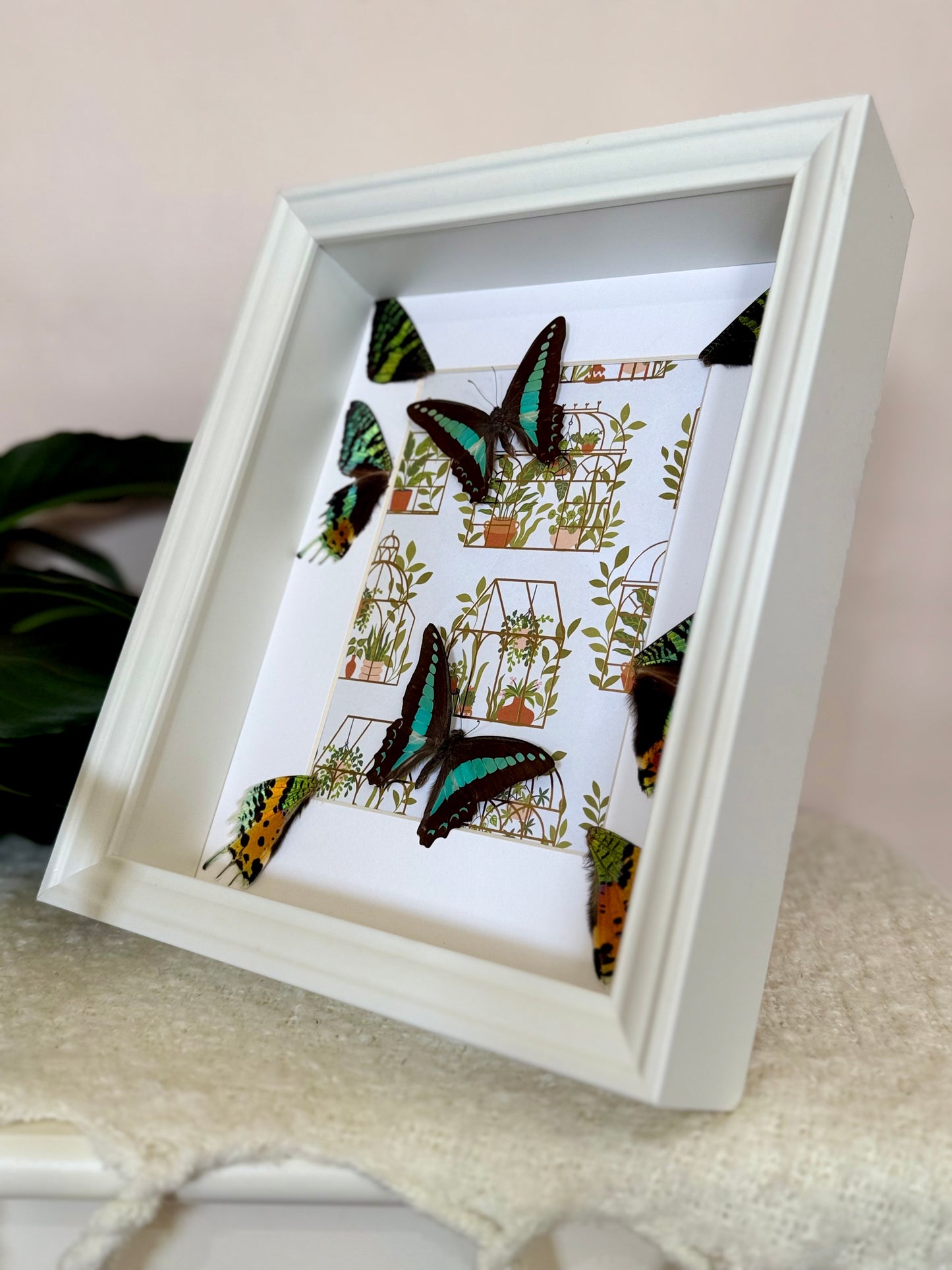 Blue Triangle Butterflies with Sunset Moth Wings
