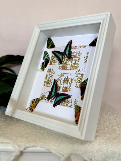 Blue Triangle Butterflies with Sunset Moth Wings