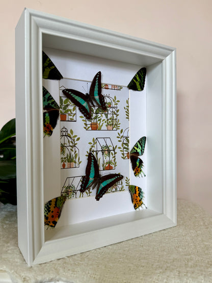 Blue Triangle Butterflies with Sunset Moth Wings