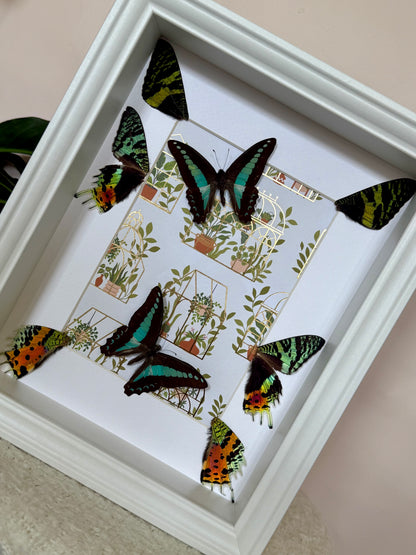 Blue Triangle Butterflies with Sunset Moth Wings